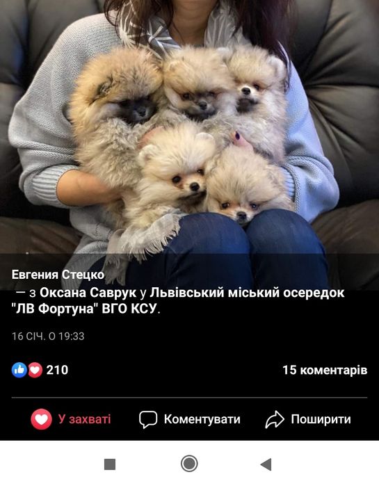 Померанський шпіц ,тоу.В'ЯЗКА