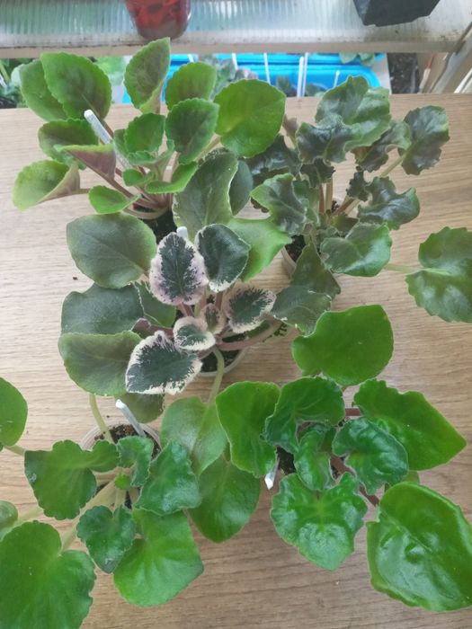 Фіалки сортові, набори