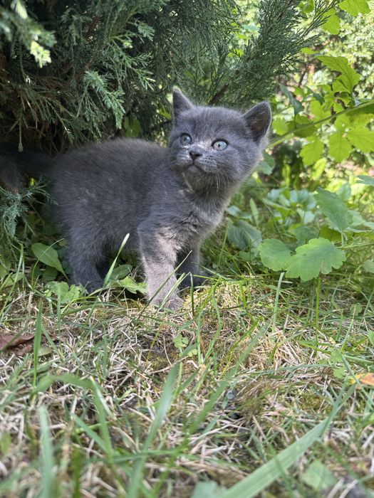 Британские котята