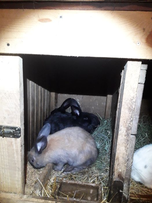 Króliki młode srokacze