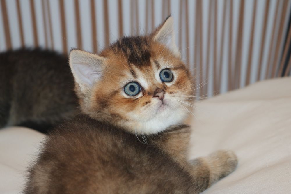gatinho scottish straight golden