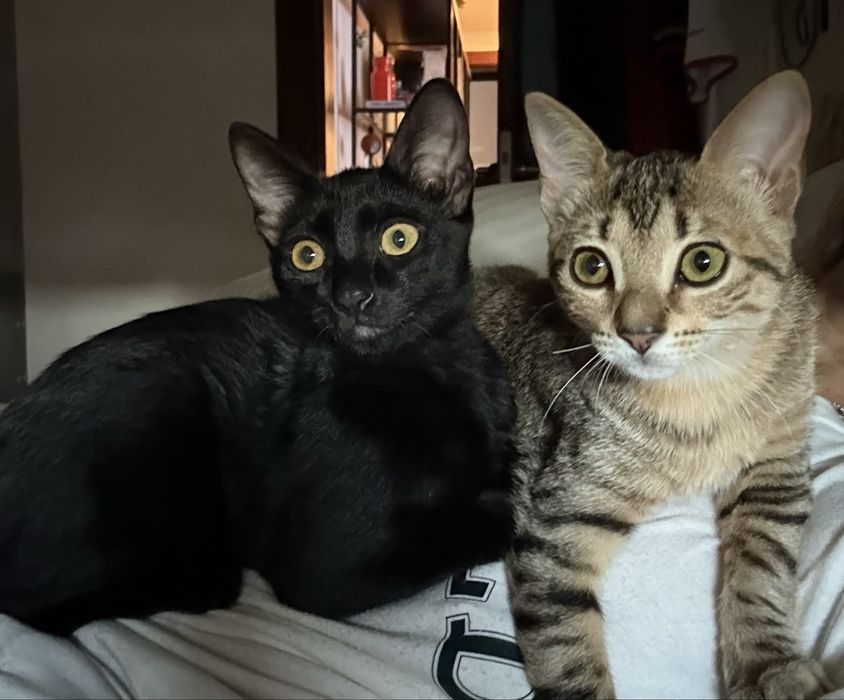 Gatas bebes para adoção conjunta