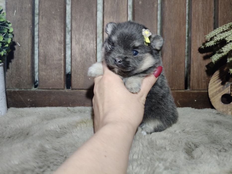 Spitz alemão anão fêmea