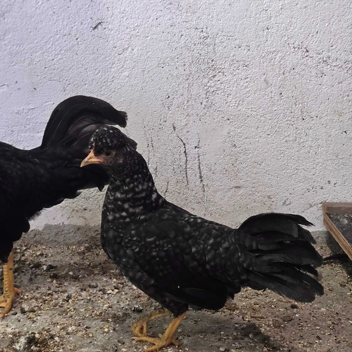 Vendo ou troco  casal de garnizés