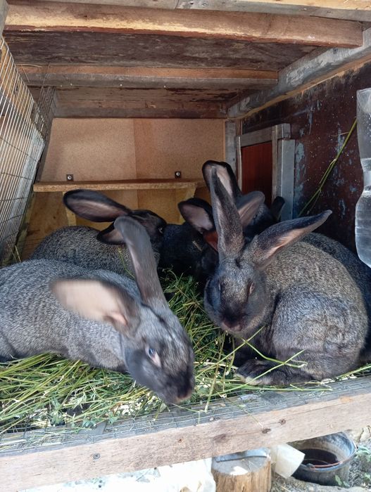 Кролі 3-4 місяці