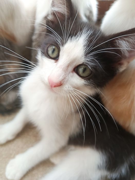 Gatinho bebé para adoção