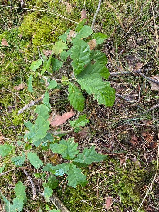 Sadzonki dębu, dąb staropolski sadzonki