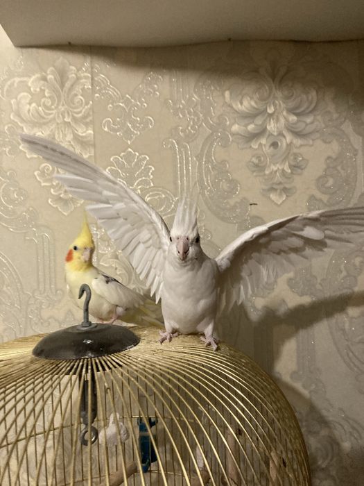 Продам клетку попугаев.