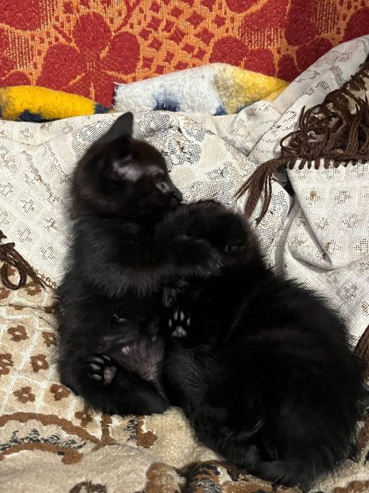 котята бесплатно