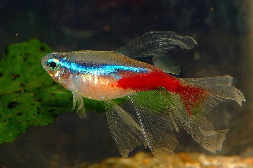 MISIEKZOO Kąsaczowate - Neon Inessa Weloniasty