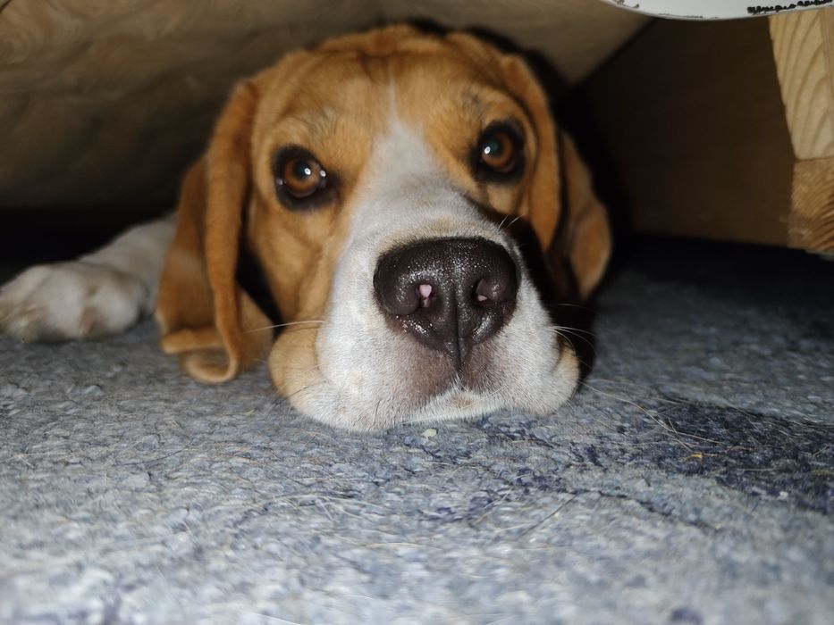 Вязка з біглем, дає дуже гарне потомство