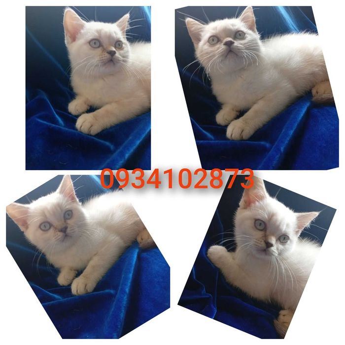 шотландские котята