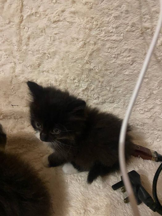 Отдам котика мальчика