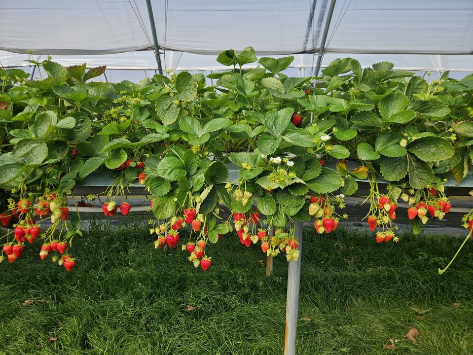 Truskawka sadzonka wisząca powtarzająca całoroczna odbiór. Pułtusk Nasielsk Ciechanów