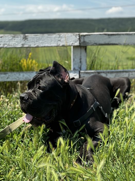 Кане Корсо вязка - сильный кобель, документы, прививки