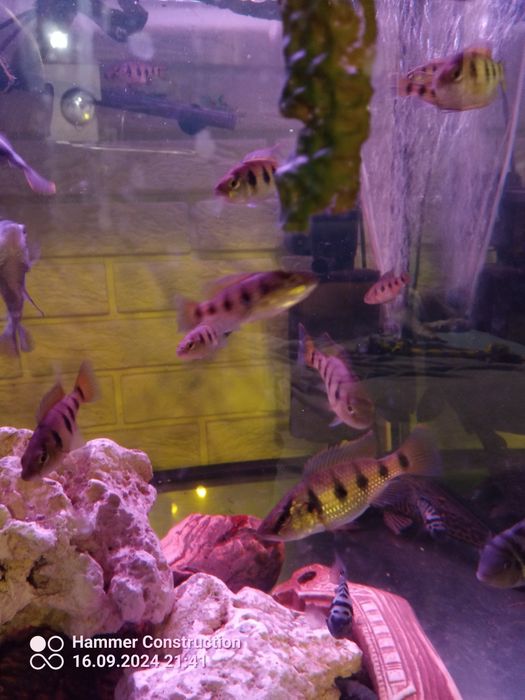 Hemichromis ellengatus pielęgnice