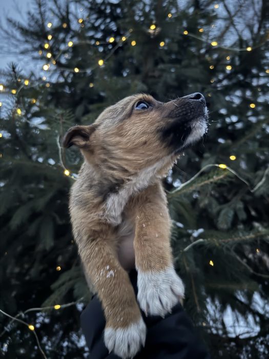 Отдам собачку в хорошие руки