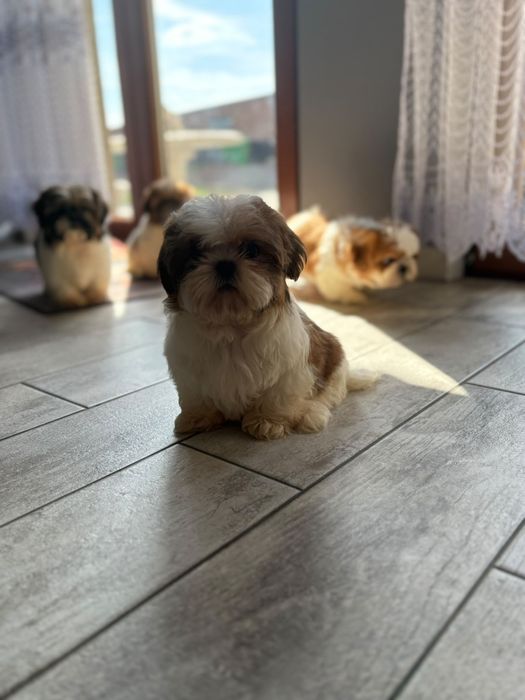 Shih-tzu  piekny piesek z rodowodem + wyprawka