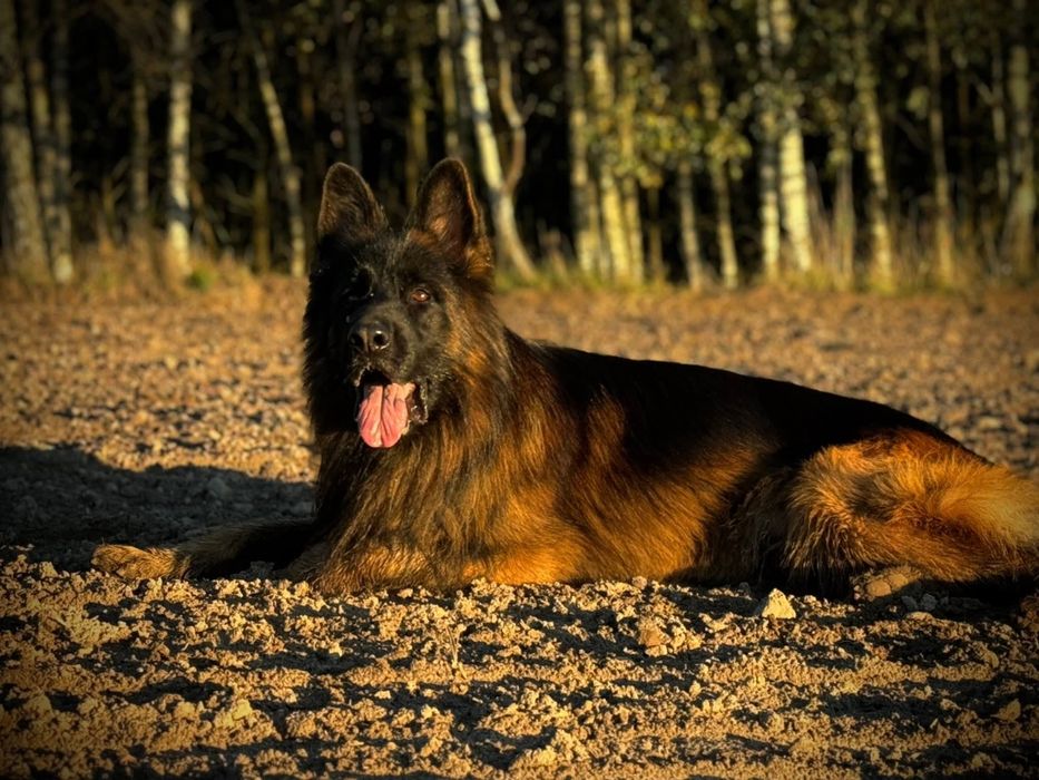 Owczarek Niemiecki Długowłosy SZCZENIAKI  - WIOSNA 2026 REZERWACJA