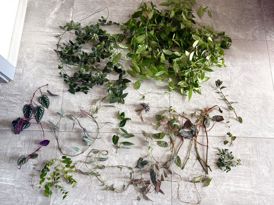 Zestaw roslin do terrarium mega przycinka