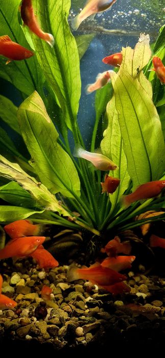 Мечоносець (чорний, рубін)