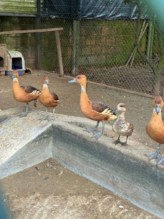 Patos e perus para venda