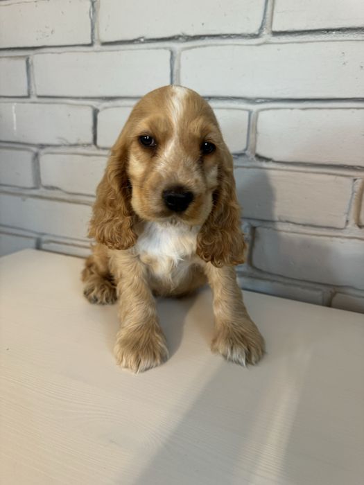 Cocker spaniel angielski piesek