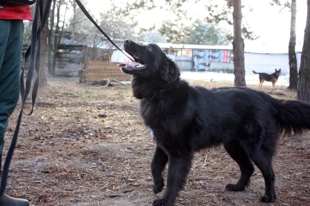 Красавица ищет дом и хозяина