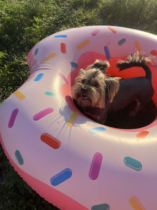 Вязка Йорка шоколад