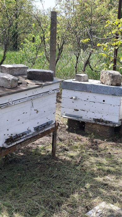 Продам бджолосім'ї Чорноморськ
