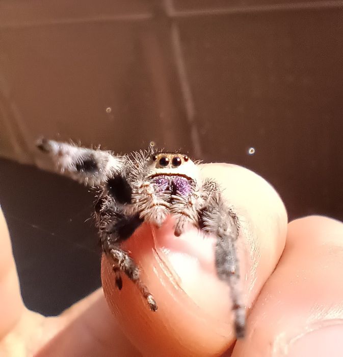 Skakun królewski L3/L4/L5/L6 phidippus regius SOROA + gratisy