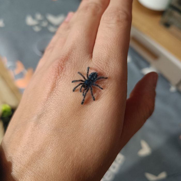 Caribena versicolor L3/l4