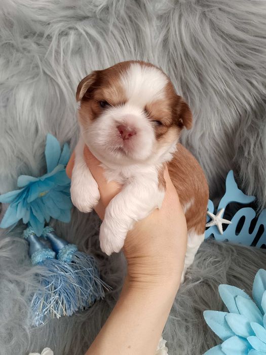 Śliczny piesek rasy Shih-Tzu