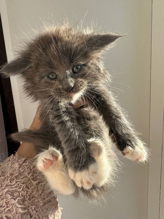 Мейн-кун дівчинка неймовірна красуня.