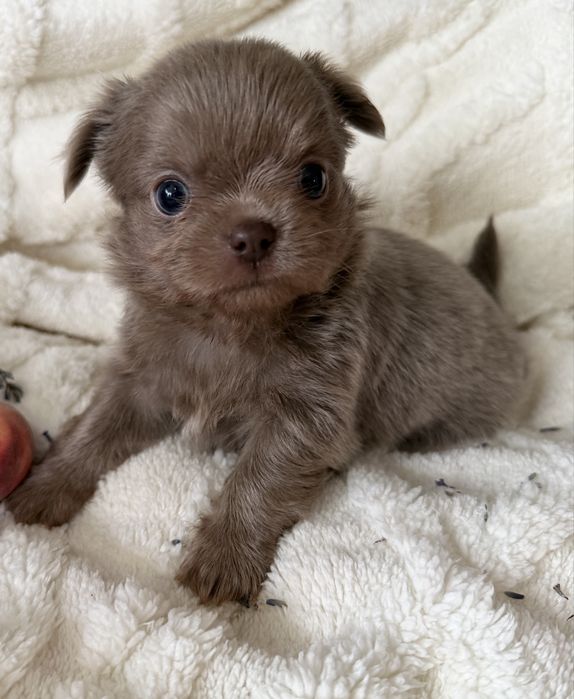Piesek Chihuahua liliowy długowłosy
