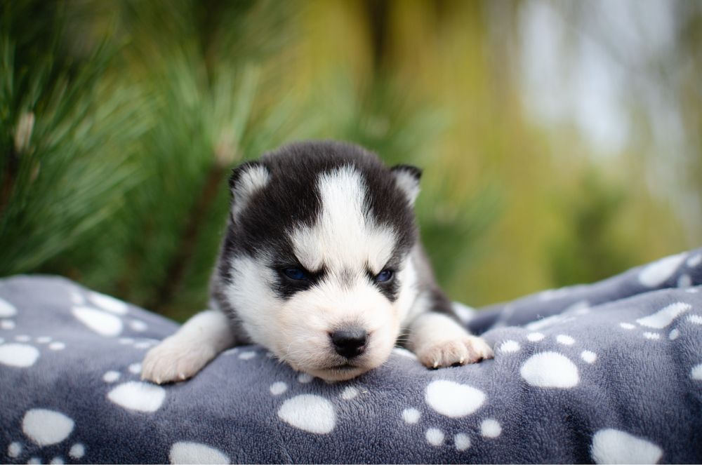 Хаскі.Хлопчик. КСУ