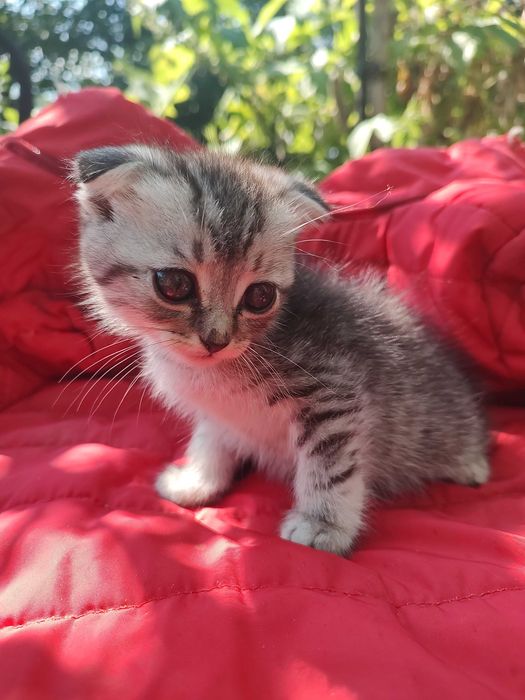 Кошеня шотландське, кішечка висловушка