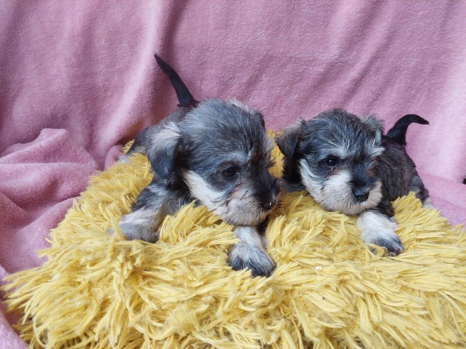 Sznaucer Miniaturowy Piesek czarno srebrny