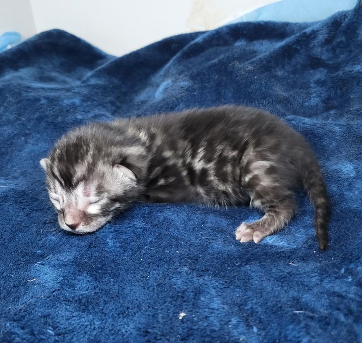 Węglowa kotka Silver charcoal srebrna rodowód