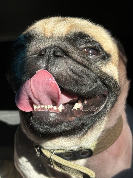 Гарний мопс шукає даму серця для серйозних стосунків (в’язка)