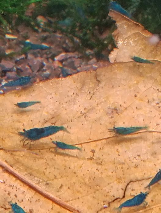 Camarões neocaridina/caridinas