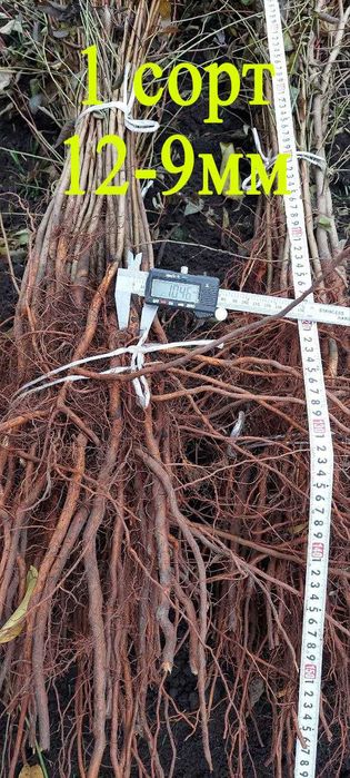 Підщепа аличі різні фракції