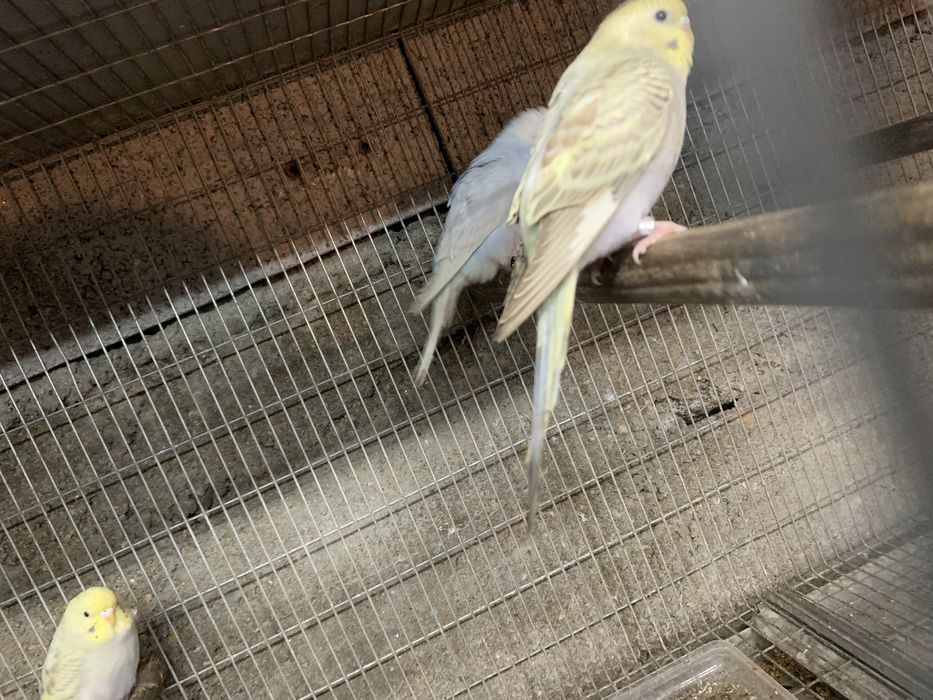 Varios periquitos disponiveis