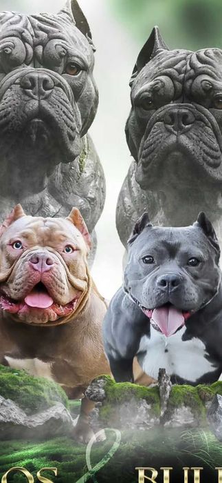 Булли покет девочка киев