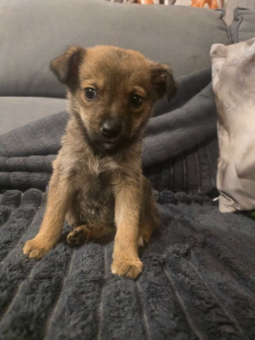 Oddam  pieska za darmo w dobre rece