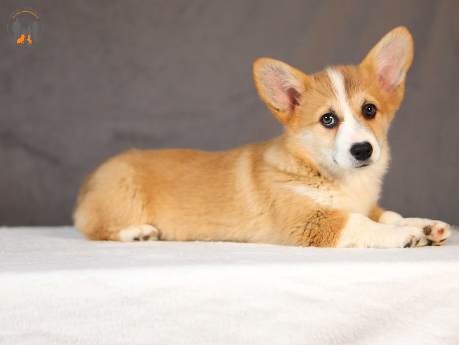 Welsh Corgi Pembroke ZKwP FCI suczka