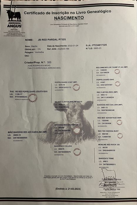 Touro  Aberdeen Angus