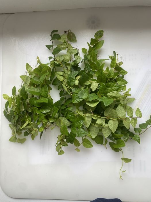 Bluszcz do terrarium