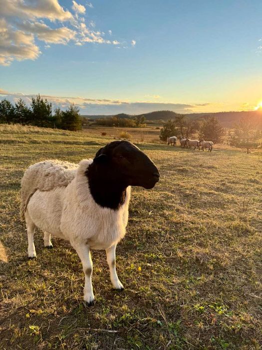 Вівці, барани, ягнята. Ягнята кросс дорпера (на м'ясо на розплід)