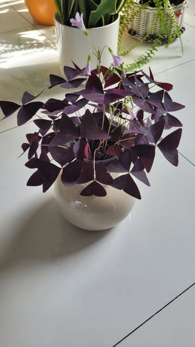 Kwiaty domowe różne